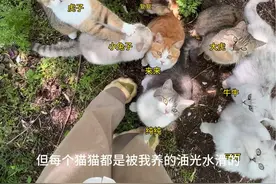 #终南山喵山居日常 #小猫治愈世界 #小猫是平淡生活的解药 #小院时光 #小猫咪能有什么坏心思它只想被爱
