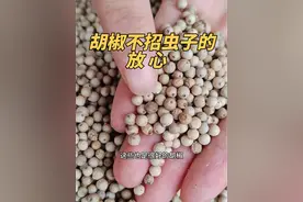听我说，这种情况不是被虫子咬#海南胡椒视频封面