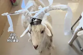 调皮小羊总爱捣乱还用角顶人 主人出奇招“制裁”秒变“羊贵妃” #神奇动物在抖音