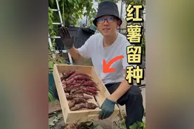 红薯留种，收获分享 #种菜 #园艺 #红薯种植
