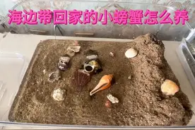 海边抓的小螃蟹不知道怎么养的可以看下，我的分享小经验😄