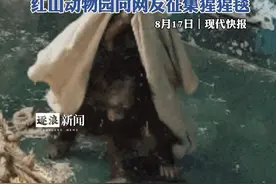 红山动物园向网友征集猩猩毯视频封面