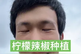 据说有柠檬味的辣椒你吃过嘛？ 历时一百三十天，从种子到成熟，阳台盆栽辣椒种植方法全过程#新农人计划2024 #辣椒种植