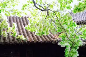孟府的流苏花期只有7到10天，大家赶紧来看呀！#最美济宁四月天视频封面