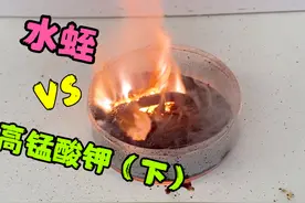把水蛭丢进高锰酸钾里怎么燃烧起来了？ #水蛭 #高锰酸钾 #小实验视频封面