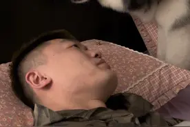 不是！这狗是事儿精吧！#哈士奇 #狗子的迷惑行为