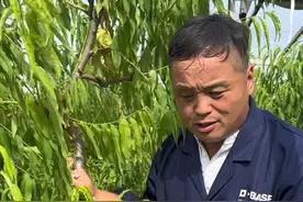 水淹桃树还可以救活吗 #我在网上学种地 #新农人计划2024 #微光点亮乡村 #来抖音学农枝视频封面