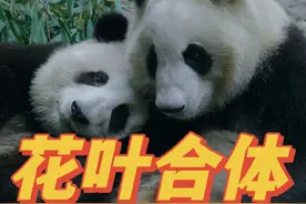 花花和叶子又合体了，姐妹俩还甜蜜的抱在了一起～#大熊猫和花视频封面