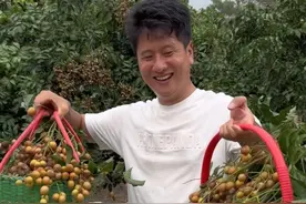 学长外婆家的黄皮都熟了，舅妈让我们过去摘，带上榴莲和我们的特产去做客，今年水果都是大丰收啊，龙眼黄皮满树都是沉甸甸的果，舅妈说根本吃不过来，一下子就摘了几大框黄皮，酸酸甜甜真好吃，夏天的味道#我的乡村生活 #广东 #湛江 #dou来广东百千万 #家庭日常