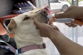 妈妈手术住院后，海狗绝食了 海狗的年度总结里提过她为了妈妈绝食的事，这是一个完整版。我寻思我也经常出门，她怎么一顿也不少吃啊？#小狗治愈一切 #宠物迷惑行为大赏 #我的萌宠 #精神状态
