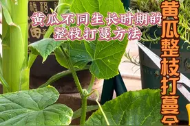 黄瓜各个生长阶段整枝打蔓方法，不懂的收藏起来慢慢看 #关注我一起学种菜 #三农 #我的小菜园 #种植小技巧 @DOU+小助手视频封面