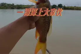 你们那儿一漂深的水能上鱼吗，狂口的那种#钓鱼王地狱猫 #钓鱼王霸王悍二代 #野河野钓 #这鱼哪个钓友看了不羡慕视频封面