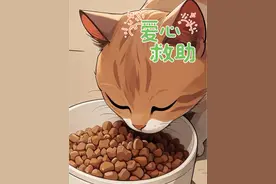 她从狗群中救下猫咪，从此毛孩子有饭吃#画一个故事#治愈世界治愈你#治愈系#流浪猫救助