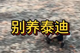 不要养泰迪 为什么劝你不要养泰迪？#泰迪#不要养狗视频封面