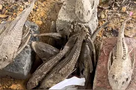 看来清道夫晒干之后还是有点用处的~