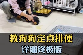 怎么教狗狗定点排便 你家的狗狗如果还不会定点排便，在家乱拉乱尿的，看完我这10几分钟的视频，要是还是学不会，直接给我发来，我亲自训练它定点排便#如何训练小狗 #新手养狗 #定点排便 #狗狗乱拉乱尿怎么训 #养狗经验分享视频封面
