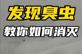 这个就是臭虫，床虱，家里一般出现在床铺上会叮咬人吸血寄生，发现一定要及时消灭。 #臭虫药床上专用 #臭虫 #灭虫小妙招 #杀虫剂 #臭虫专用药一窝端视频封面