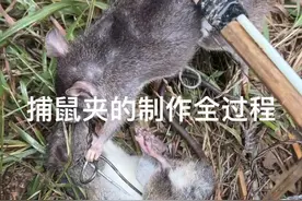 也是做了改进的，但是跟大师们比可能还差远了。但是已经很满意了。有需要的家人们可以关注➕收藏哟。欢迎大师们在评论区下多多指教#老鼠夹  #除四害灭鼠 #老鼠夹子自动捕鼠器 #灭鼠神器之老鼠夹 #同城发现视频封面