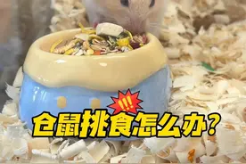仓鼠挑食怎么办？避免自助餐式投喂法！#仓鼠 #金丝熊 #新手养鼠指南视频封面