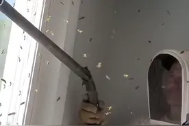 大黄蜂将蜂巢安在天花板内让男子彻夜难眠 #动物世界 #大黄蜂 #野生动物 #现场实拍 #内容启发搜索