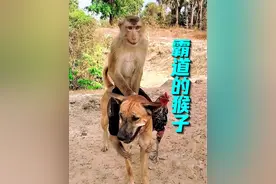 猴子真霸道，没事就欺负大黄狗，不过这次，大黄终于反抗了#动物解说 #动物 #狗狗