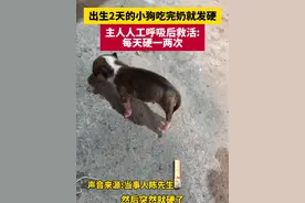 出生2天的小狗吃完奶就发硬，主人人工呼吸后救活 