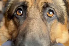 退役警汪被训导员领养了，一回到家就原形毕露！#狗是人类最忠诚的朋友 #狗狗的心思都写在脸上了 #狗狗视频封面