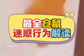 仓鼠迷惑行为解读#仓鼠 #金丝熊 #新手养鼠指南