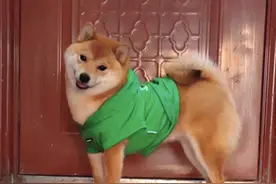 听说柴犬撒手没？！可香香它自己找回家了啊… #狗狗 #萌宠日常记录 #养宠人的治愈谁懂啊 #爱出去玩的狗狗 #养狗的人才懂这一刻的含金量视频封面