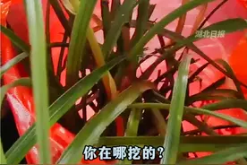 这种植物不要采！#多人采挖携带野生兰草坐高铁过安检被拦，均不知其为保护植物。@南漳警事视频封面