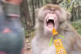还是第一次见猴子这种表情，急眼了，哈哈哈哈哈 #上热门 #猴哥都被整懵了 #看一遍笑一遍 #猴子也是有底线的@DOU+小助手视频封面