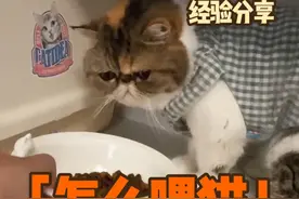 你现在是不是放着给他随便吃 是的快点改过来#喂猫 #猫咪怎么喂 #定时喂猫粮 #猫咪健康 #猫咪健康饮食