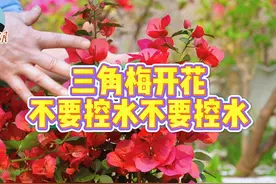 三角梅！千万不要控水！ #三角梅 #爱生活爱养花视频封面
