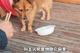 老祖宗严选#老祖宗留下的东西 #狗狗#这狗子一看就是干饭狗