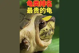 龟类价格排名（什么龟最贵）#龟 #闭壳龟 #箱龟 #金头闭壳龟视频封面