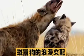 斑鬣狗的爱情故事#动物世界 #狗狗 #野生动物零距离 #奇妙的动物视频封面