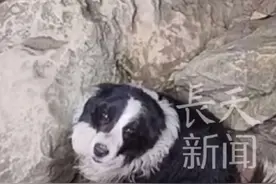 男子在偏僻山沟钓鱼意外救下被困崖壁下的边牧 #钓鱼佬 #狗 #边牧 #钓鱼视频封面