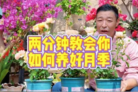 月季花真的好养，两分钟教会你 ##月季 #爱生活爱养花视频封面