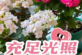 #我要上热门 长寿花喜欢多晒太阳，光照不足就会徒长，枝条摇摇晃晃，严重的还不开花！光照越好，花量越大，颜色更鲜艳！但是夏天高温季节它怕热，就不能长时间的暴晒了！#爱生活爱养花 #花卉绿植 #我的花花草草🌸🌸 #长寿花视频封面