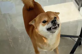 柴犬：《樱花瓷》已经这么火了吗？ #小狗也有小脾气 #狗狗的心思都写在脸上了 #柴犬 #萌宠出道计划 #柴犬的迷惑行为大赏