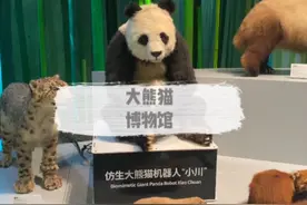 去大熊猫繁育研究基地的宝宝们，千万别错过南门口的大熊猫博物馆