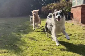 在路边捡到一只金毛，我已经是一百多只猫和四只狗的大家长啦！#捡狗 #流浪狗 #宠物 #金毛视频封面