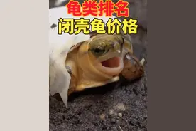 闭壳龟苗子价格排名如果问你闭壳龟属里哪一个物种最贵视频封面
