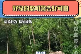 当大象尾巴翘的直挺挺的，耳朵张开时，这种时候能跑多远跑多远！#生活 #安全 #野外 #大象