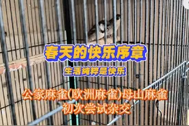 2024年麻雀繁殖又开始了#绣眼鸟 #鸟笼鸟具 #养鸟 #石印笼