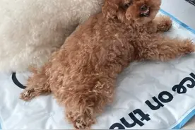 毛孩子也是孩子，爱看动画片，看着就睡着了💤 #毛孩子也是孩子 #狗狗看得懂的动画片 #狗狗睡觉 #萌宠日常记录 #狗子成精了