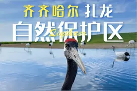 齐齐哈尔扎龙湿地丹顶鹤游玩攻略需要的收藏，这里比想象的大很多，但是除了放飞的时候看不见几只鹤😂#丹顶鹤  #齐齐哈尔扎龙自然保护区 #黑龙江旅游发展大会 #旅行推荐官   #亲子游玩好去处 @中国·扎龙生态旅游区视频封面