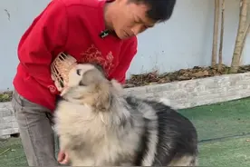 把主人咬到做手术的阿拉斯加第二集#阿拉斯加 #科学养宠攻略 #萌宠 #养狗人 #新手养狗视频封面