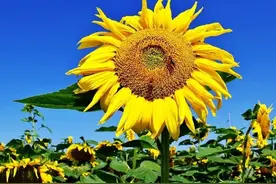 天下找一人，一人救天下，末法浩荡，再造封神！#紫微星