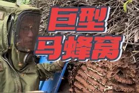 自家柴火堆惊现巨型马蜂窝，大妈被围攻，欢子出马拆掉马蜂VIP套房#捅马蜂 #户外捅马蜂窝 #杀人蜂 #被马蜂蛰 #抖音商城视频封面